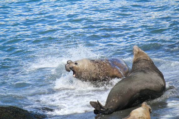 Uma batalha feroz de dois grandes machos de elefante-marinho na praia de Gold Harbour, na Geórgia do Sul